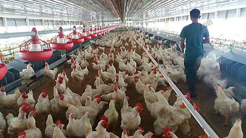 3.ให้อาหารไก่