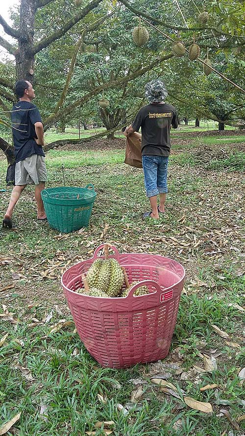 4.การตัดเก็บผลผลิตเพื่อจำหน่ายให้กับพ่อค้า
