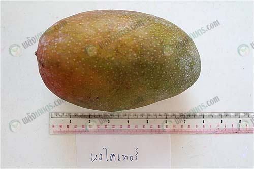 4.มะม่วงหงไคเทอร์