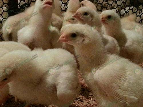 4.ลูกไก่
