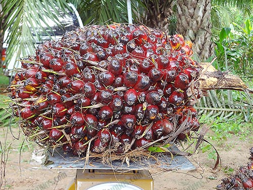 4.เมล็ดและทะลายสมบูรณ์