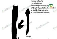 รวมเทคนิคและขั้นตอน การขยายพันธุ์มะม่วง มะม่วงพันธุ์ไต้หวัน..มาแรง การขยายพันธุ์มะม่วง เปลี่ยนยอดแบบเสียบข้าง-Side-veneer-grafting-ไซค์วีเนียร์