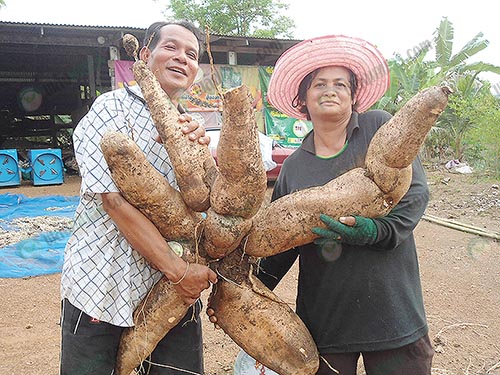 5.ผลผลิตมันสำปะหลัง