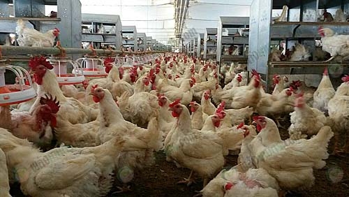 5.ไก่เนื้อ