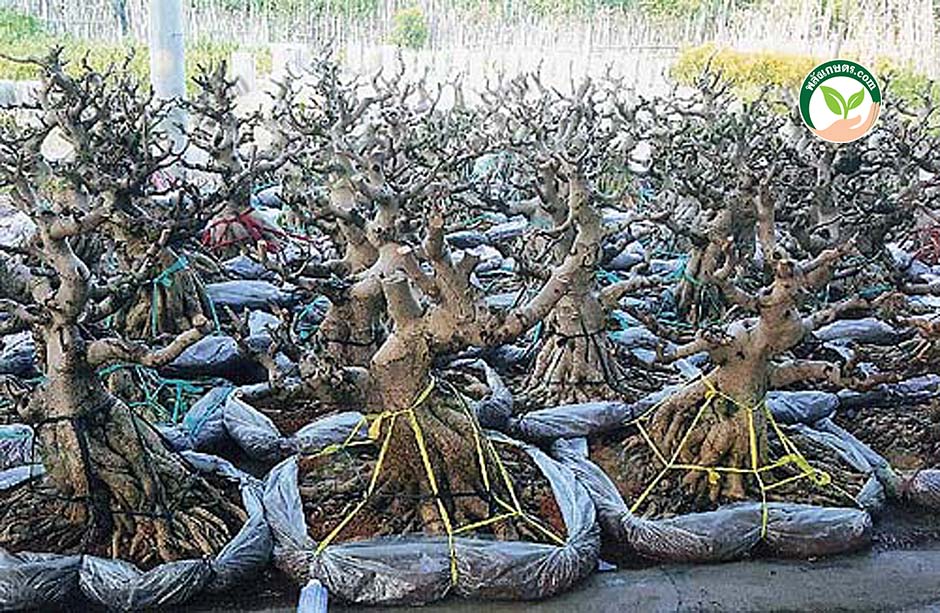 9.การทำบอนไซ ตอบอนไซต้องดู 3 ส่วน คือ ราก ลำต้น และกิ่ง