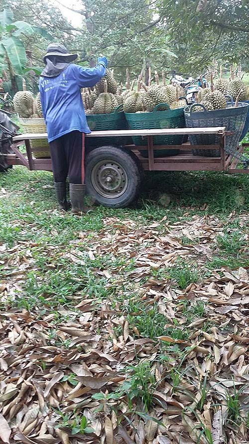 การลำเลียงผลผลิตออกจากสวนอย่างเป็นระบบ
