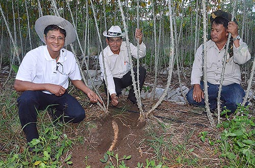 ขุดมันอายุ-5-เดือน-หัวใหญ่และยาว