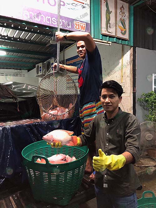 คุณเชษฐการันตีคุณภาพปลาทับทิมจากทางร้านได้มาตรฐานตามต้องการ
