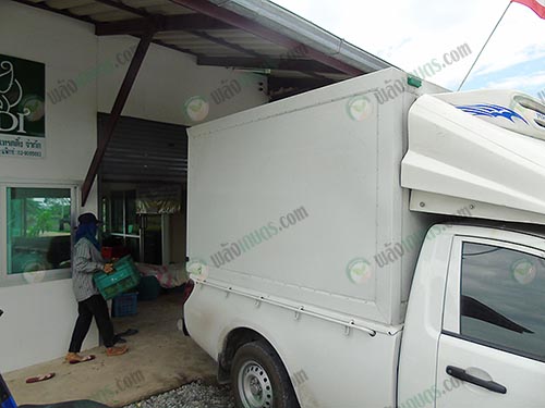 บริษัทผู้ส่งออกมารับผลผลิตของทางกลุ่มฯ
