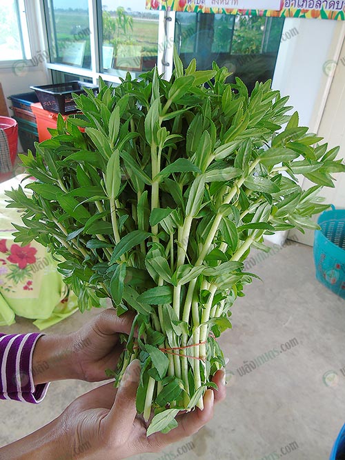 ผักแขยง