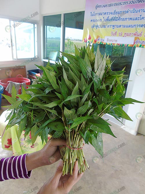ผักแพวเป็นผักเคียงกับแหนมเนือง