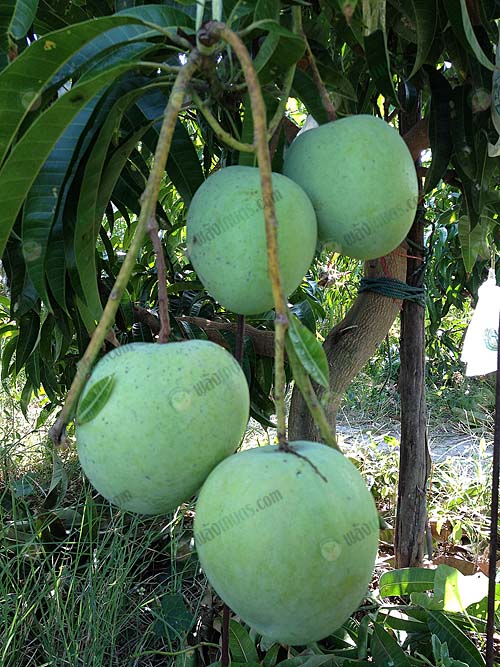 มะม่วง-R2E2