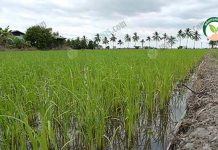 เครื่องหยอดเมล็ดข้าว ต้นทุนต่ำ ใช้เมล็ดพันธุ์เพียง 6-10 กิโลกรัมต่อไร่ เครื่องหยอดเมล็ดข้าว ข้าวนาหยอดบาง-โรคแมลงน้อย