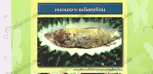 1.หนอนเจาะเมล็ดทุเรียน-ที่มา.กรมวิชาการเกษตร