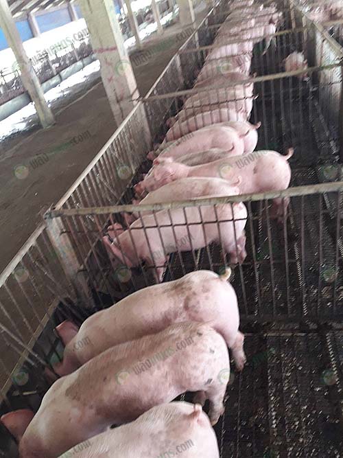 2.การให้อาหารหมู