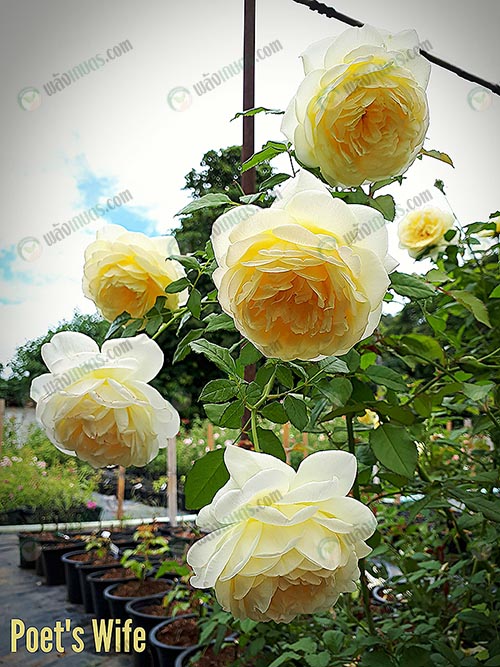 2.กุหลาบคือไม้ดอกที่มีสีสันสวยงาม-แตกต่างกันออกไปตามสายพันธุ์