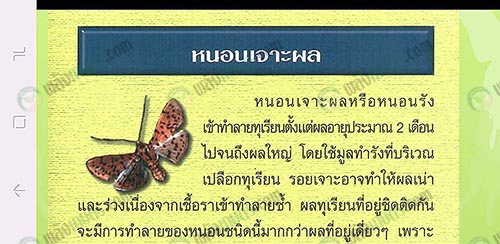 2.หนอนเจาะผล-ที่มา.กรมวิชาการเกษตร