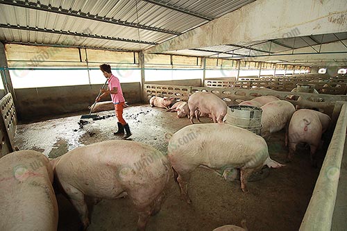 3.คอกหมู