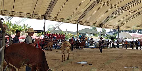 3.บรรยากาศประกวดวัว