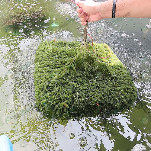 3.สาหร่ายพวงองุ่น