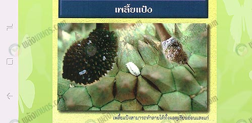 3.เพลี้ยแป้ง-ที่มา.กรมวิชาการเกษตร