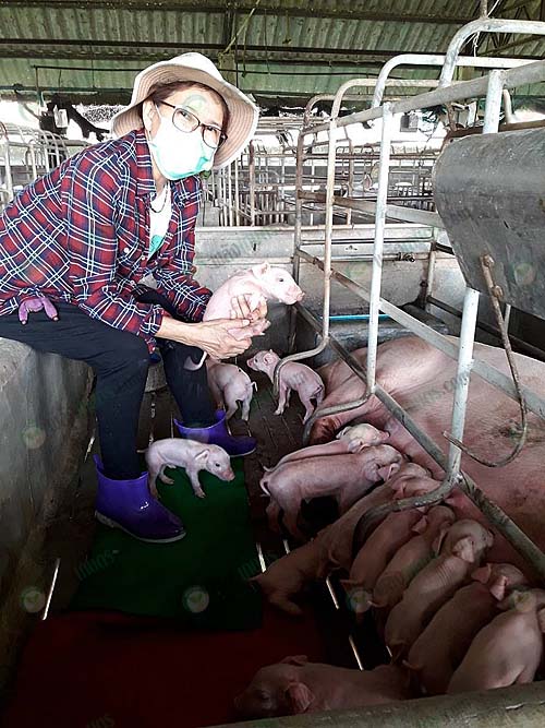4.ซ้อนิภาดูแลเอาใจใส่ลูกหมูทุกตัว
