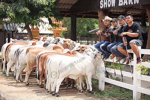 4.ทีมงาน-JS.RANCH-ของกำนันบอย
