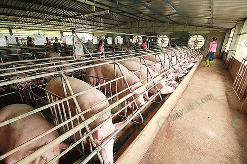 4.บรรยากาศในฟาร์มหมู