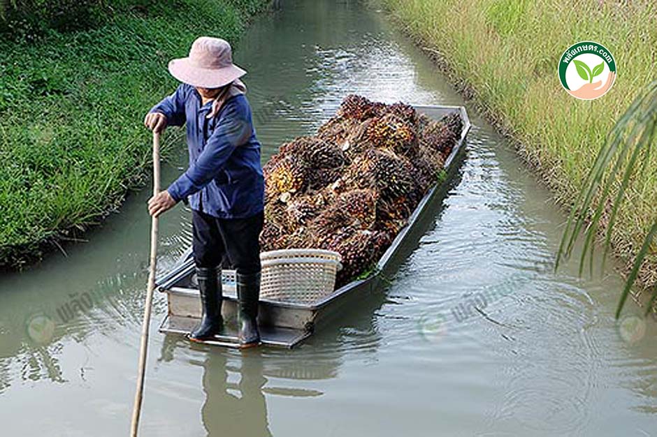 4.ปลูกปาล์มแบบยกร่อง การเก็บเกี่ยวผลผลิตและบรรทุกออกจากสวนด้วยทางเรือ