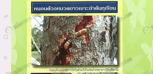 4.หนอนด้วงหนวดยาวกัดกินส่วนที่เป็นท่อน้ำ-ท่ออาหารใต้เปลือกไม้-ที่มา.กรมวิชาการเกษตร