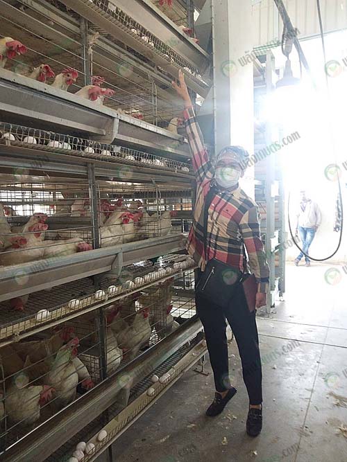 5.กรงไก่ไข่
