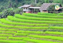 ศูนย์เมล็ดพันธุ์ข้าวจังหวัดพะเยา เด่นด้าน ทำนาขั้นบันได การ ทำนาขั้นบันได