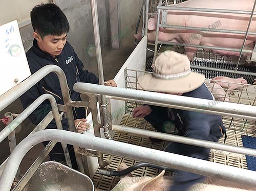 5.คุณธนัชกำลังตรวจดูสุขภาพหมูในฟาร์ม