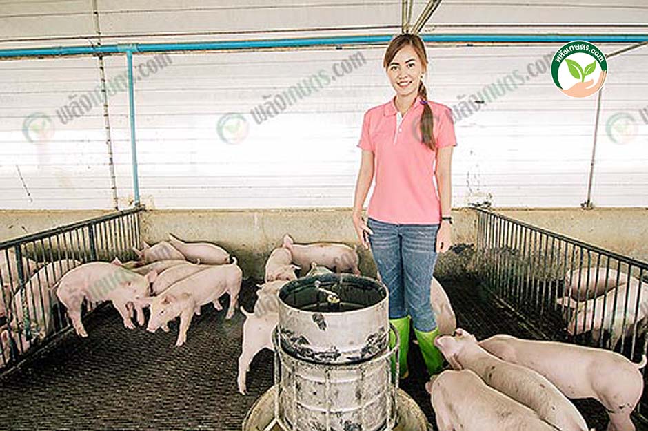 5.คุณน้องกำลังให้อาหารหมูที่ผสมถั่วอบฟูลแฟต แบบ ระบบอีแวป