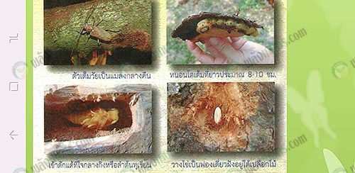 5.ที่มา.กรมวิชาการเกษตร