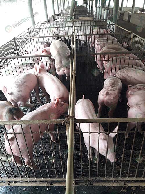 5.บรรยากาศในคอกหมู