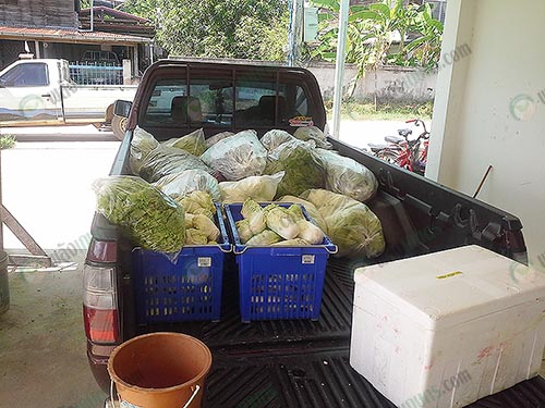 5.ผลผลิตจากเกษตรกรนำไปส่งจำหน่ายทุกวัน