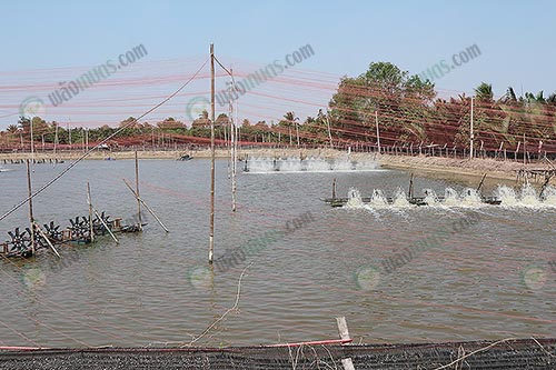 6.ทางฟารฺ์มจะเน้นการเปิดเครื่องตีน้ำตลอด-24-ชั้วโมง-แบบสลับแขน