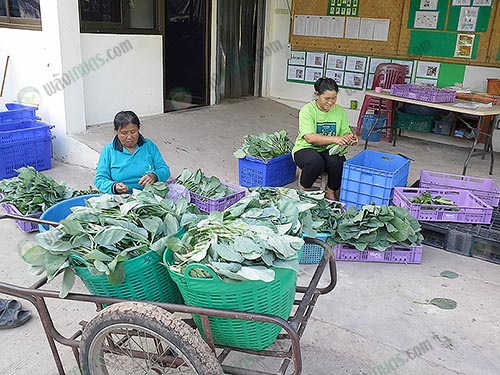 6.ทุกวันสมาชิกจะนำผลผลิตมาจำหน่ายและคัดแยกกันแบบนี้