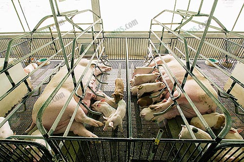 9.คอกแม่หมูหลังคลอด