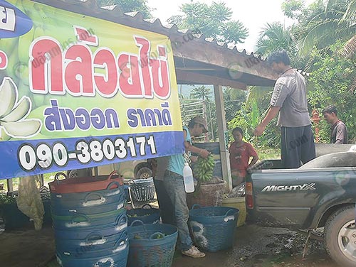 กล้วยไข่พร้อมส่งลูกค้า