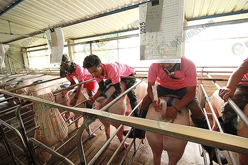 การผสมเทียมหมู