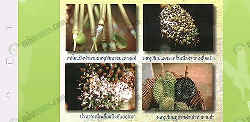 ผลทุเรียนแคระแกร็นเนื่องจากเพลี้ยแป้ง-ที่มา.กรมวิชาการเกษตร