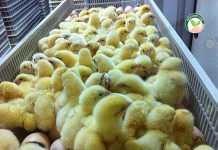 ผลิตลูกไก่เนื้อ ,ธุรกิจไก่เนื้อ และแปรรูปไก่เนื้อ แบบครงวงจร ผลิตลูกไก่เนื้อ ลูกไก่แข็งแรงสมบูรณ์