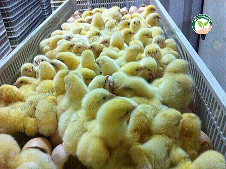 ผลิตลูกไก่เนื้อ ลูกไก่แข็งแรงสมบูรณ์