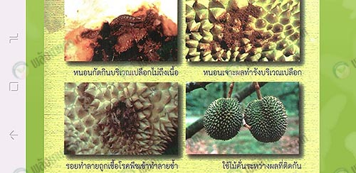 หนอนเจาะผลทำรังบริเวณเปลือก-ที่มา.กรมวิชาการเกษตร