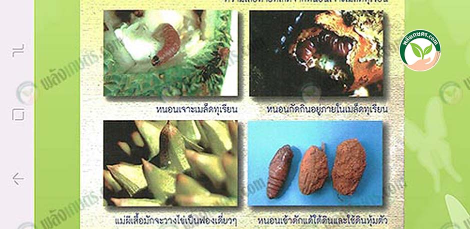 โรคและแมลง หนอนกัดกินอยู่ภายในเมล็ดทุเรียน-ที่มา.กรมวิชาการเกษตร