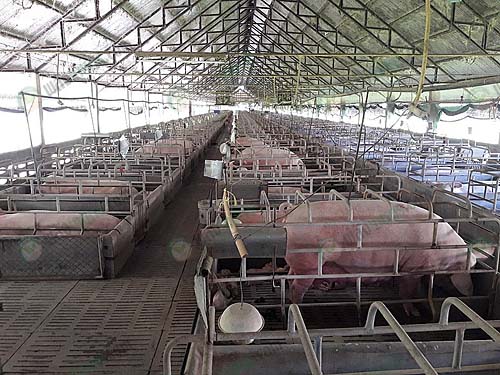 โรงเรือนหมู