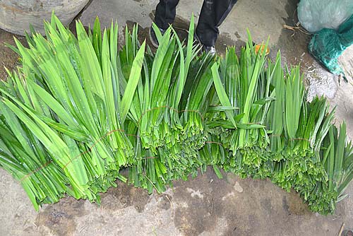 10.ใบเตยที่ทำรายได้ให้อย่างดี