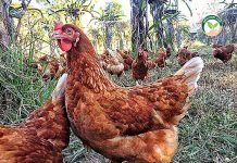 YoungSmartFarmer เกษตรกรรุ่นใหม่ใช้ตลาดนำการผลิต YoungSmartFarmer เลี้ยงแบบปล่อยตามธรรมชาติ